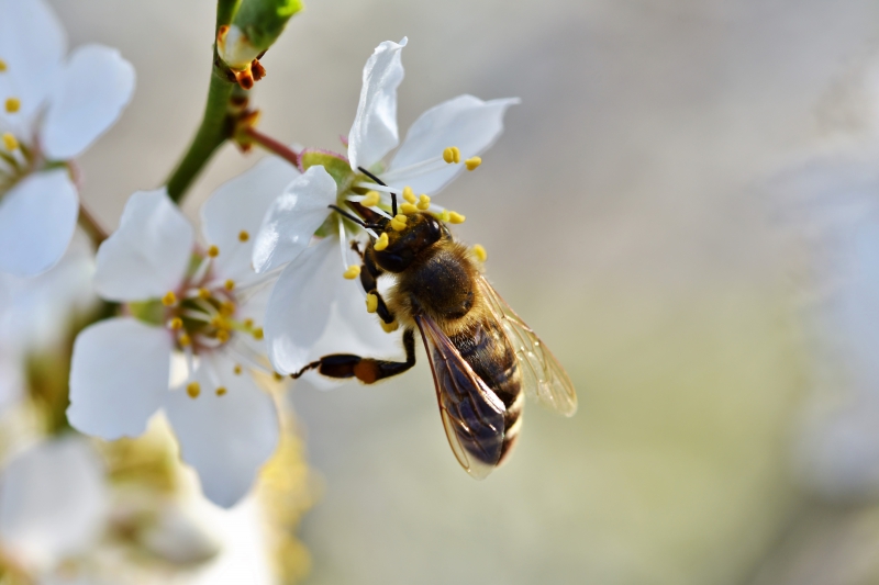 jardinerie-ST ANTONIN DU VAR-min_bee-4092986